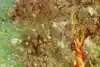 Thumbnail image 11