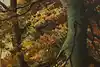 Thumbnail image 8