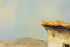 Thumbnail image 10