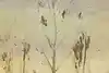 Thumbnail image 9