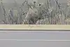 Thumbnail image 7
