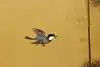 Thumbnail image 10