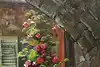 Thumbnail image 8