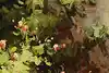 Thumbnail image 13