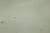 Thumbnail image 9