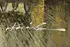 Thumbnail image 13