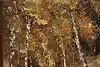 Thumbnail image 1
