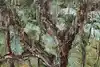 Thumbnail image 9