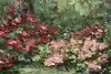 Thumbnail image 7