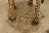Thumbnail image 16