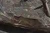 Thumbnail image 3
