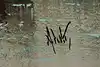 Thumbnail image 12