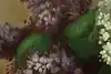 Thumbnail image 8