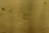 Thumbnail image 16