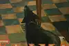 Thumbnail image 13