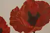 Thumbnail image 5