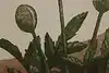 Thumbnail image 6