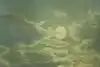 Thumbnail image 5