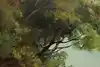 Thumbnail image 11