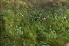 Thumbnail image 7