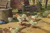 Thumbnail image 8