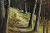 Thumbnail image 6