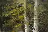 Thumbnail image 9