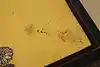 Thumbnail image 24