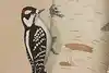 Thumbnail image 10