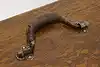 Thumbnail image 16