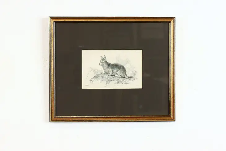 Isle of Skye Terrier Antique Colored Engraving After Stewart 12.5" #39404