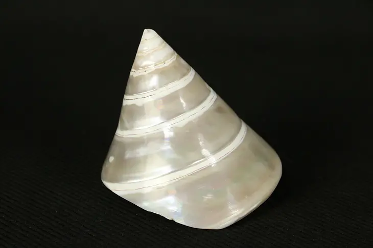 Sea Shell, Spiral with Small Chip #29397