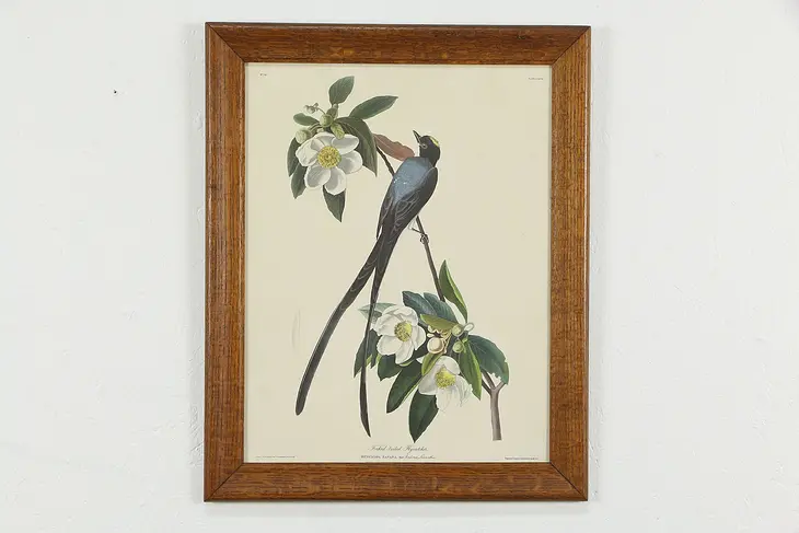 Fork Tailed Flycatcher Vintage Audubon Print Oak Frame 24" #36367