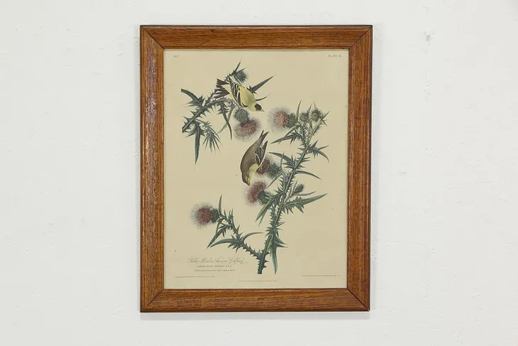 Yellow Bird or American Goldfinch Audubon Vintage Print 24" #36371