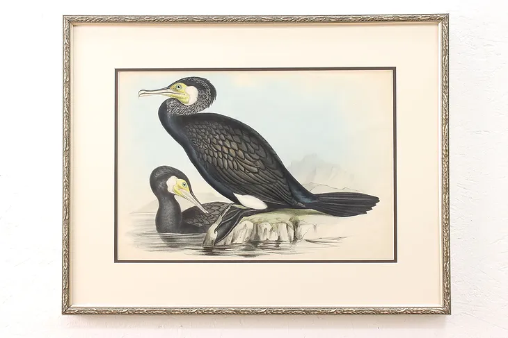 Pair of Cormorant Birds Antique Original Colored Print, Gould 28" #45116