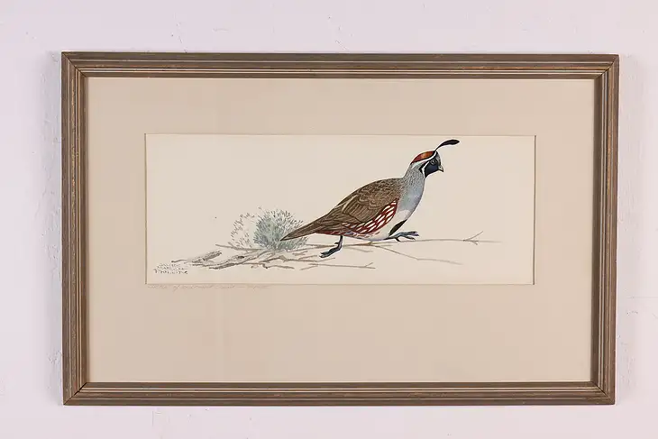 Quail Original Vintage Watercolor Painting, Phillps 25.5" #45538