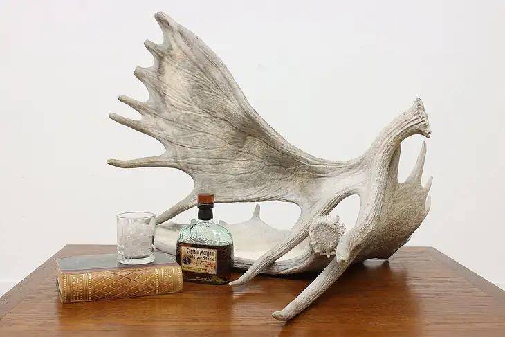 Pair of Moose Antlers Vintage Farmhouse Sculpture #47502