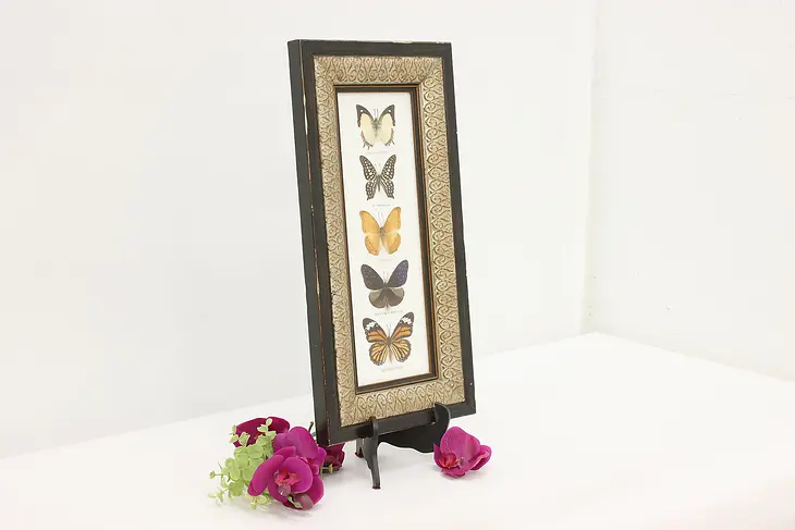 Framed Butterfly Species Vintage Wall Display #49154