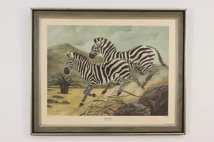 Grant's Zebras Vintage Safari Lithograph, Ruthven 38.5" #48463