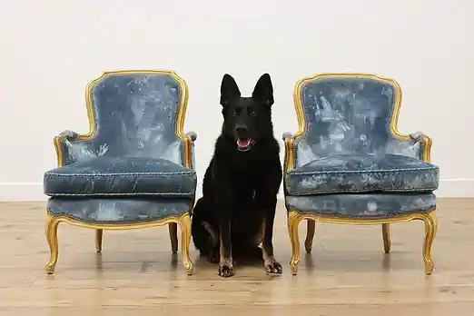 Pair of French Vintage Gilt & Velvet Parlor Accent Chairs #55401