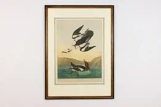 White Nun Bird Antique Chromolithograph Audubon 42.5" #55625