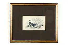 Scotch Terrier Antique Scottish Colored Engraving After Stewart 12.5" #39407