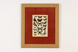 Butterfly Species Display Vintage Original Print 22.5" #49161