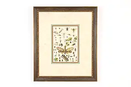 Insect Species Display Vintage Original Print 22" #49156