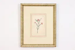 Engraved & Colored Antique Botanical Print, Edwards 18" #49721