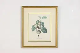 Reine-Claude Plum Antique Botanical Print, Redoute 18.5" #53394