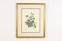 Wild Pansy Flower Antique Botanical Print, Redoute 18.5" #53398