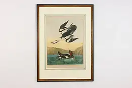 White Nun Bird Antique Chromolithograph Audubon 42.5" #55625
