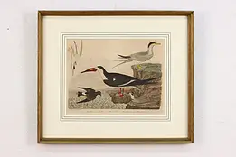 Seabirds Antique Hand Colored Engraving after Wilson 21.5" #57107