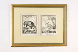 Engraving 1700s French African Warthog, Anonymous Animal 23" #58735
